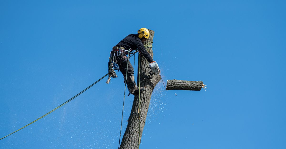 A tree service crew using a crane to remove a large tree near a home