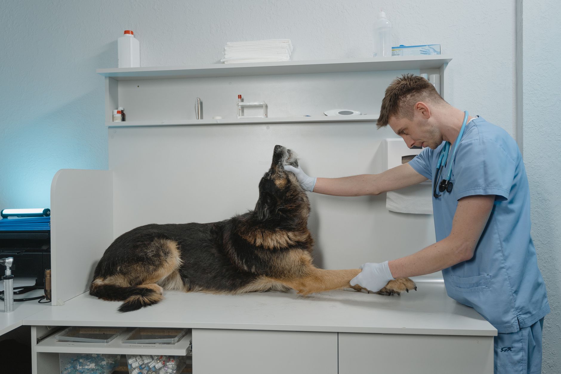 A veterinarian examining a dog during a checkup