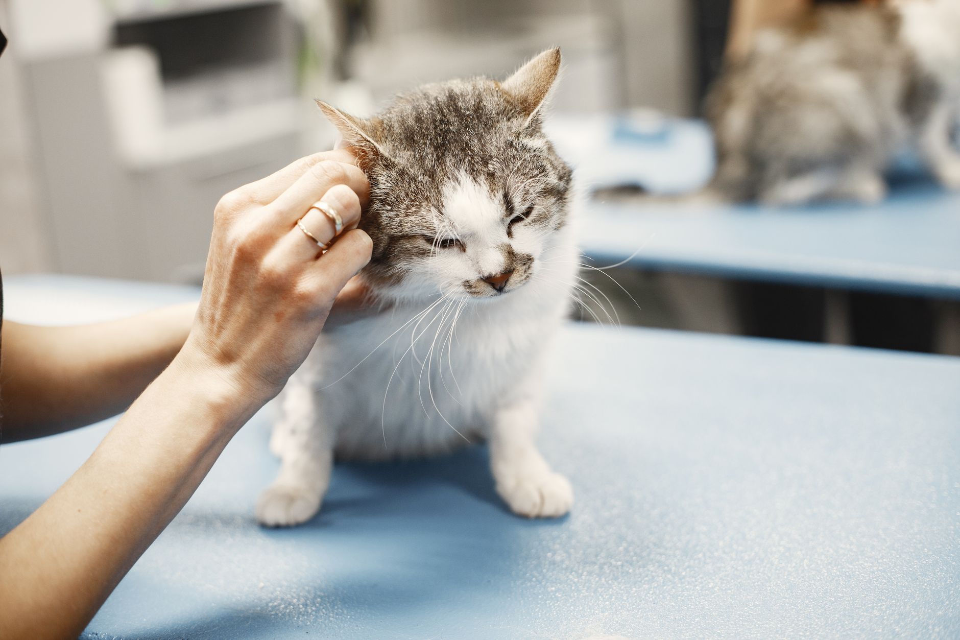A veterinarian gently examining a cat on the exam table